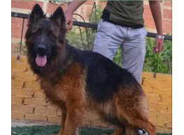 جراوي جيرمن شيبرد 45 يوم متاح ذكور وإيناث ومتطعمين ضد البارفو بالأوراق