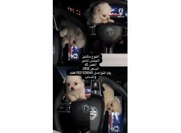 للبيع كلب مالتيز أنثى عدد2