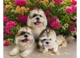 للبيع كلب من فصيلة إن كلب الشيه تزو (Shih Tzu) عنده جواز سفر الكلاب دفتر تطعيمات